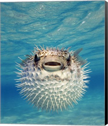 Framed Close-up of a Puffer fish, Bahamas Print