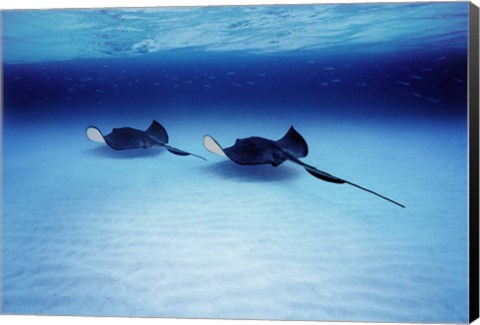 Framed Southern Stingrays Grand Caymans Print