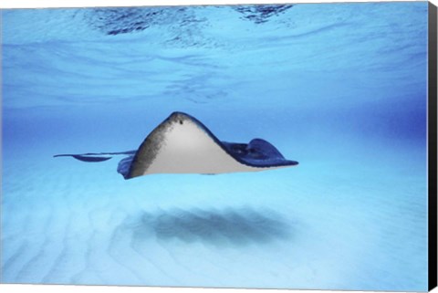 Framed Close-up of a Southern stingray (Dasyatis americana), Grand Cayman, Cayman Islands Print