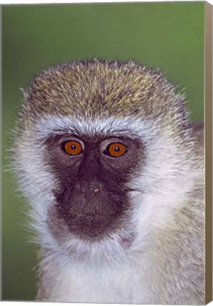 Framed Vervet Monkey Tanzania Africa Print