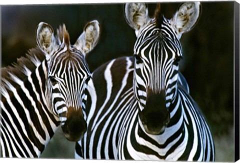 Framed Zebras Africa Print