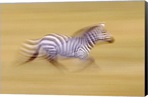 Framed Zebra in Motion Kenya Africa Print