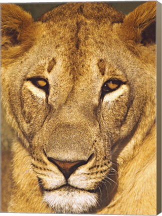 Framed Close-up of a lioness, Tanzania Print
