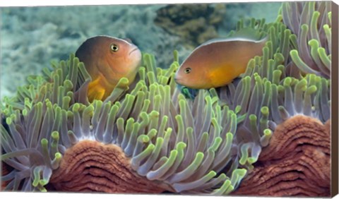 Framed Two Skunk Anemone fish and Indian Bulb Anemone Print