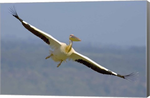 Framed African great white pelican Print