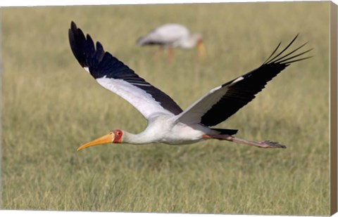 Framed Yellow-billed stork flying above a field Print