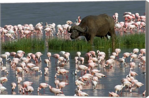 Framed Cape Buffalo and Lesser Flamingos Print