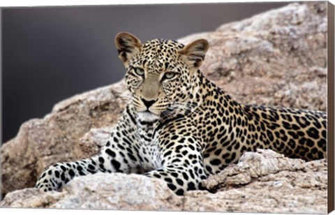 Framed Close-up of a leopard lying on a rock Print