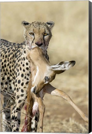 Framed Close-up of a cheetah carrying its kill Print