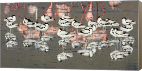 Framed Reflection of avocets and flamingos in water, Ngorongoro Crater, Ngorongoro Conservation Area, Tanzania Print