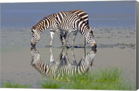Framed Two zebras drinking water from a lake, Ngorongoro Conservation Area, Arusha Region, Tanzania (Equus burchelli chapmani) Print