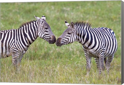 Framed Side profile of two zebras touching their snouts, Ngorongoro Crater, Ngorongoro Conservation Area, Tanzania Print