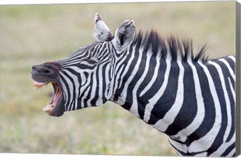 Framed Close-up of a zebra braying, Ngorongoro Crater, Ngorongoro Conservation Area Tanzania Print