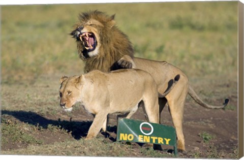 Framed Lion and a lioness mating, Ngorongoro Crater, Ngorongoro Conservation Area, Tanzania (Panthera leo) Print