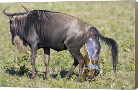 Framed Side profile of a wildebeest giving birth to its calf, Ngorongoro Crater, Ngorongoro Conservation Area, Tanzania Print