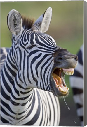 Framed Close-up of a zebra calling, Ngorongoro Crater, Ngorongoro Conservation Area, Tanzania Print