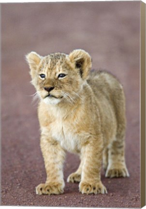 Framed Close-up of a lion cub standing, Ngorongoro Crater, Ngorongoro Conservation Area, Tanzania (Panthera leo) Print