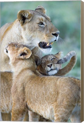 Framed Close-up of a lioness and her two cubs, Ngorongoro Crater, Ngorongoro Conservation Area, Tanzania (Panthera leo) Print