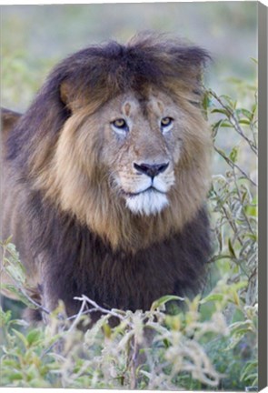 Framed Close-up of a Black maned lion, Ngorongoro Crater, Ngorongoro Conservation Area, Tanzania Print