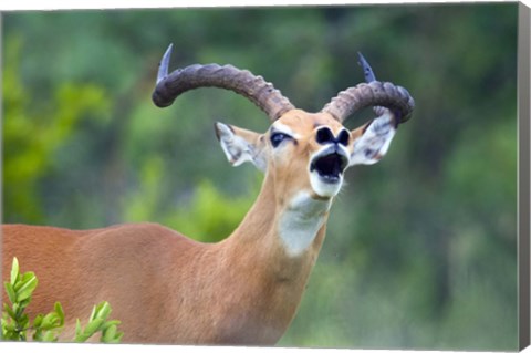 Framed Close-up of an impala (Aepyceros melampus) Print