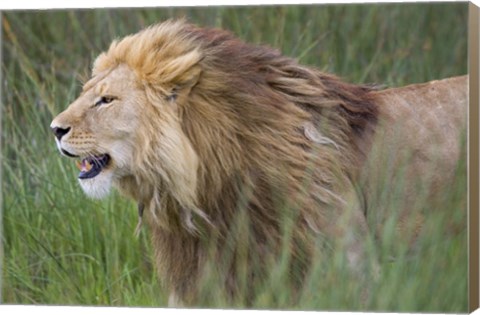 Framed Side profile of a lion in a forest, Ngorongoro Conservation Area, Tanzania (panthera leo) Print