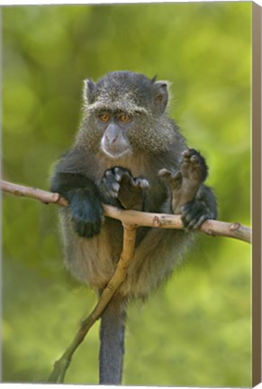 Framed Blue monkey, Lake Manyara, Arusha Region, Tanzania Print