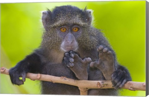 Framed Close-up of a Blue monkey sitting on a branch, Lake Manyara, Arusha Region, Tanzania (Cercopithecus mitis) Print