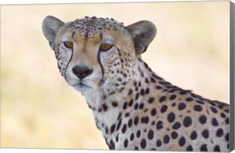 Framed Close-up of a cheetah, Ngorongoro Conservation Area, Arusha Region, Tanzania (Acinonyx jubatus) Print