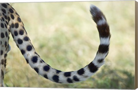 Framed Close-up of a cheetah&#39;s tail, Ngorongoro Conservation Area, Arusha Region, Tanzania (Acinonyx jubatus) Print