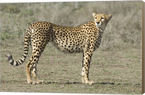 Framed Side profile of a cheetah, Ngorongoro Conservation Area, Arusha Region, Tanzania (Acinonyx jubatus) Print