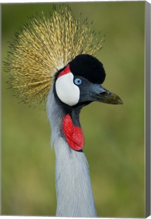 Framed Close-up of a Grey Crowned crane, Ngorongoro Conservation Area, Arusha Region, Tanzania (Balearica regulorum) Print