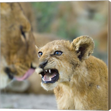 Framed Lion Cub and Mother, Ngorongoro Conservation Area, Arusha Region, Tanzania (Panthera leo) Print