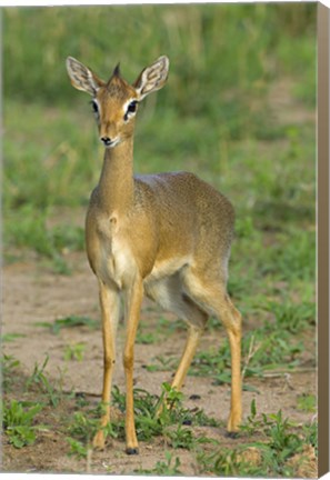 Framed Kirk&#39;s dik-dik, Tarangire National Park, Arusha Region, Tanzania Print
