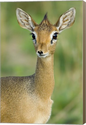 Framed Close-up of a Kirk&#39;s dik-dik, Tarangire National Park, Arusha Region, Tanzania (Madoqua kirkii) Print