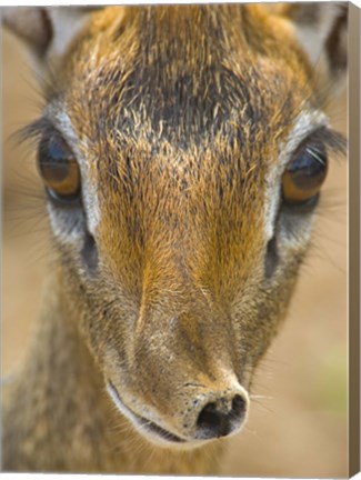 Framed Head of a Kirk&#39;s dik-dik, Tarangire National Park, Tanzania Print