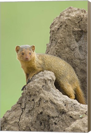 Framed Side profile of a Dwarf mongoose, Tarangire National Park, Arusha Region, Tanzania (Helogale parvula) Print