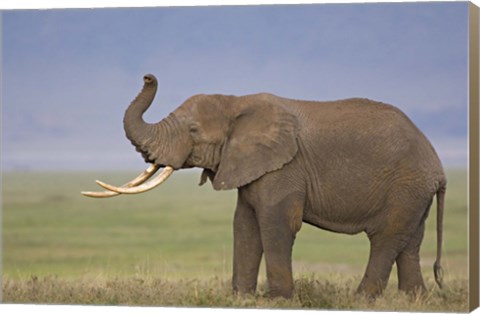 Framed Side profile of an African elephant standing in a field, Ngorongoro Crater, Arusha Region, Tanzania (Loxodonta africana) Print