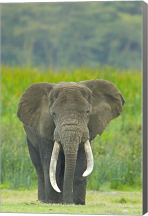 Framed Close-up of an African elephant in a field, Ngorongoro Crater, Arusha Region, Tanzania (Loxodonta Africana) Print