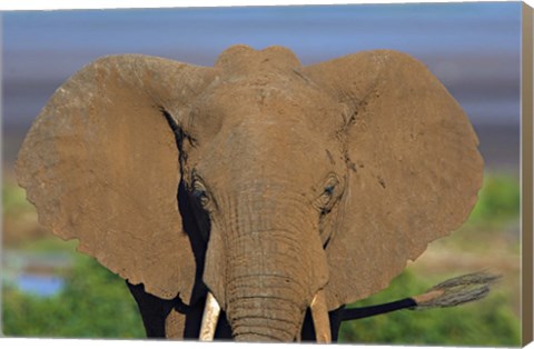 Framed Close-up of an African elephant, Lake Manyara, Arusha Region, Tanzania (Loxodonta Africana) Print
