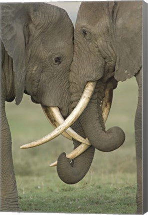 Framed Two African elephants, Arusha Region, Tanzania Print