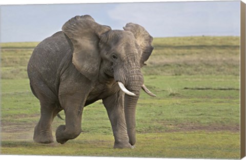 Framed African elephant (Loxodonta Africana) running in a field, Ngorongoro Crater, Arusha Region, Tanzania Print