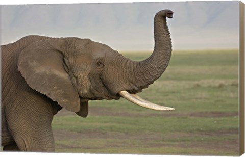 Framed Close-up of an African elephant, Ngorongoro Crater, Arusha Region, Tanzania (Loxodonta Africana) Print