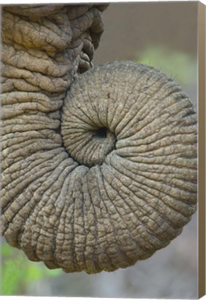 Framed Close-up of an African elephant&#39;s trunk, Ngorongoro Crater, Arusha Region, Tanzania (Loxodonta Africana) Print