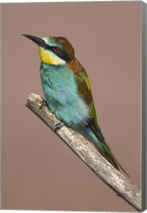 Framed Close-up of an European bee-eater perching on a branch, Lake Manyara, Arusha Region, Tanzania (Merops apiaster) Print