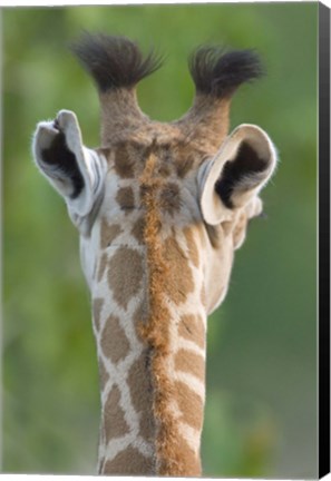 Framed Close-up of a Masai giraffe, Lake Manyara, Arusha Region, Tanzania (Giraffa camelopardalis tippelskirchi) Print