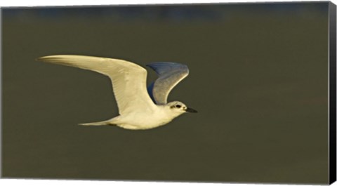 Framed Close-up of a Gull-billed tern, Ngorongoro Crater, Arusha Region, Tanzania (Sterna nilotica) Print