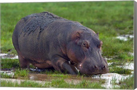 Framed Close-up of a hippopotamus, Lake Manyara, Arusha Region, Tanzania (Hippopotamus amphibius) Print