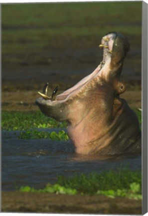 Framed Hippopotamus Yawning, Lake Manyara, Arusha Region, Tanzania Print