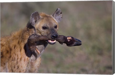 Framed Close-up of a hyena holding a wildebeest&#39;s leg, Ngorongoro Conservation Area, Arusha Region, Tanzania Print