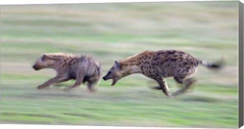 Framed Two hyenas running in a field, Ngorongoro Crater, Arusha Region, Tanzania Print